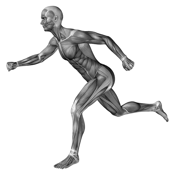 Anatomical illustration of a human figure running, with exposed musculature and detailed muscle structure across the body.